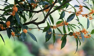 人闲桂花落夜静春山空什么意思（人闲桂花落夜静春山空什么意思简短）