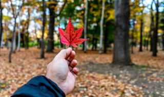 秋季应该吃什么 秋季应该吃什么食物