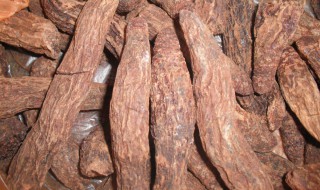 肉苁蓉功效与作用是什么（肉苁蓉功效与作用的功效与作用是什么）