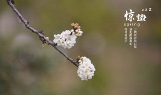 惊蛰时节食疗养生的方法是什么（惊蛰节气的饮食养生原则）