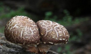 椴木香菇是什么（椴木香菇是什么意思）