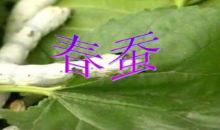 春蚕多久开始蜕皮（春蚕要蜕几次皮）