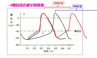 自律细胞自律性的高低主要取决于什么 你知道吗