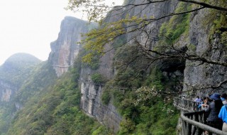 金佛山门票（金佛山门票免费政策）