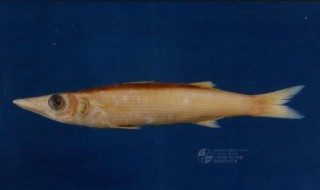 春季钓海梭鱼用几号丸世鱼钩 海钓梭鱼用几号钩比较好