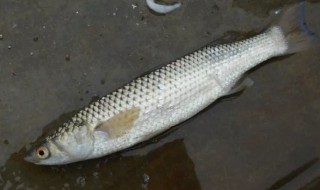 渤海湾几月份可以钓梭鱼（渤海湾几月份钓燕鱼）