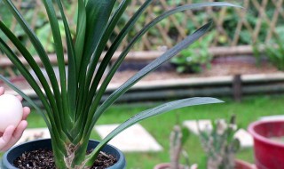 那些木本花卉适合广州冬季 适合北方种植的木本花卉