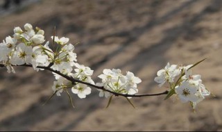 北京梨花几月开（北京梨花何时开）