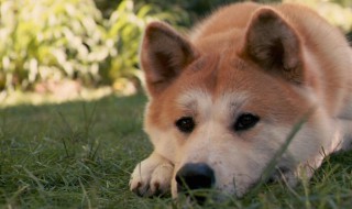 秋田幼犬怎么挑选（怎样挑选秋田幼犬）