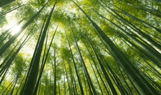竹子究竟是什么植物 竹子是一种常见的植物