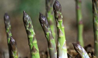 芦笋是什么植物 芦笋是什么植物长出来的图片