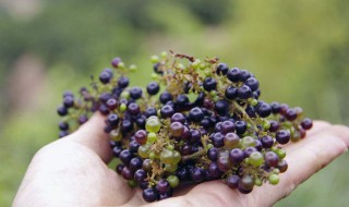 野葡萄有什么作用 野葡萄可以吃吗野葡萄的功效和作用