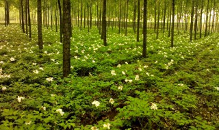 林下种植什么最简单（林下种植什么最简单好养）