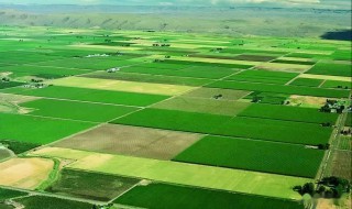 基本农田可以种植什么（永久性基本农田可以种植什么）