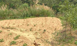 黄泥地适合种植什么（黄泥地适合种植什么水果）