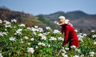 牡丹花怎么栽培 牡丹老桩怎么种植