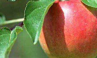 苄氨赤霉酸苹果树上的应用 苄氨赤霉酸a4a7果满多