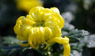 菊花每年是不是要重新扦插 菊花是不是每年都要重新扦插