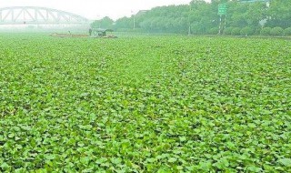 在淡水湖中种植水葫芦环保吗 淡水种植水葫芦污染环境吗