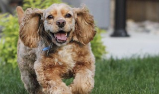 可卡幼犬怎么挑选 可卡幼犬怎么挑选纯种