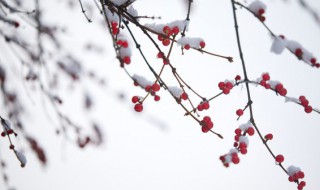 今日小雪心情说说感悟生活（小雪的说说心情短语人生感悟）