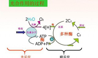 选择性光合作用的意义 选择性光热作用的名词解释