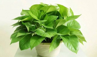 适合室内无土栽培花草有那些（适合室内无土栽培花草有那些植物）