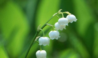 铃兰花有毒吗（铃兰花有毒吗怎么养）