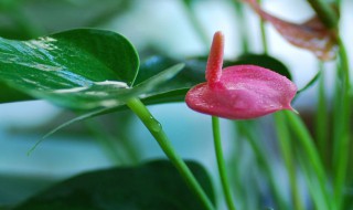 花烛怎么养 花烛放在室内有毒吗