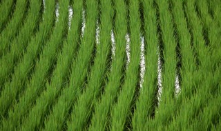生根壮苗剂使用方法（生根壮苗剂使用方法视频）