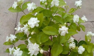 红糖水发酵后可以用来浇花吗 发酵的红糖水可以浇花
