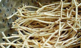 怎样清洗鱼腥草洗的很干净（怎样清洗鱼腥草洗的很干净的方法）