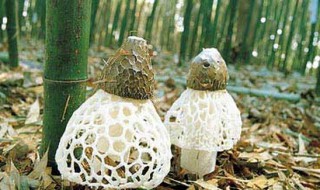 竹林下适合养殖或种植什么 竹林下适合种植什么植物