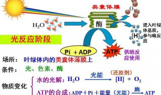 ATP的化学本质是