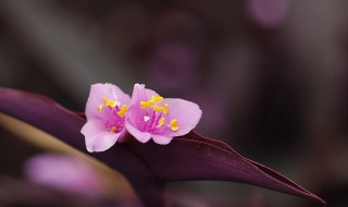 紫竹梅什么季节开花 紫竹梅生长旺季是什么时候