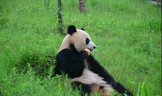 哪个自然保护区是保护大熊猫的（保护野生大熊猫的自然保护区）