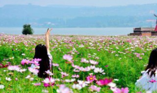 襄垣万亩花海什么时候开花（襄垣万亩花海什么时候开花的）