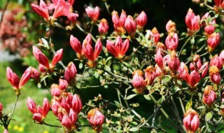 中国什么花的花期最短（中国花期最长的花是什么花?）