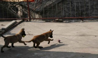 1个月马犬幼犬训练方法（1个月马犬幼犬训练方法图片）