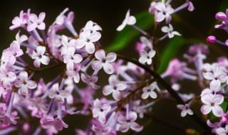 丁香的花语是什么意思（丁香花的花语是什么意思）