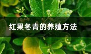 红果冬青的种植方法与注意事项（红果冬青的种植方法与注意事项图片）