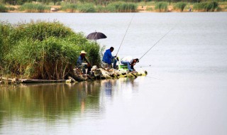 浅水怎么钓鱼（水太深怎么钓鱼）