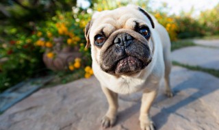 巴哥犬怎么养 巴哥犬好养吗