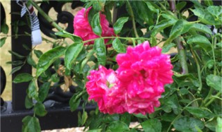 盆栽红木香几月份开花（红木香花期几个月）
