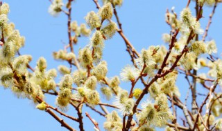 棉花柳几月开花 棉花柳怎么养护