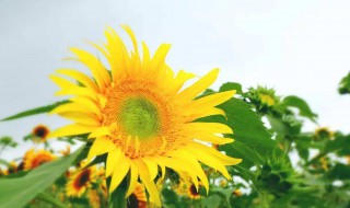 向日葵在夏天什么时候开花（向日葵在夏天什么时候开花呢）