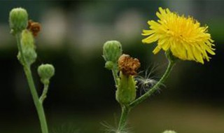 野生蒲公英几月份开花 你知道吗