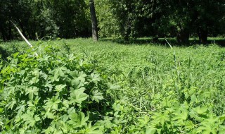 北方院子里适合种植什么驱蚊虫（北方院子里适合种植什么驱蚊虫药）