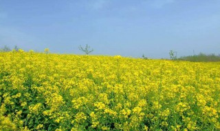 油菜花是在什么季节开花 油菜花是什么季节开的