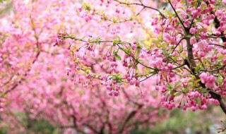 海棠和晚樱开花季节（海棠和晚樱开花季节是几月）